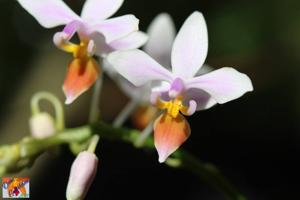 Phalaenopsis equestris