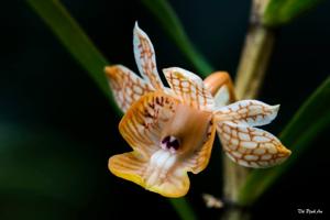 Dendrobium khanhoaense