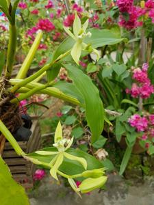 Coelogyne parishii