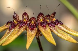 Bulbophyllum picturatum