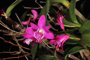 Dendrobium kingianum