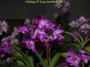 Dendrobium kingianum