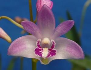 Dendrobium kingianum