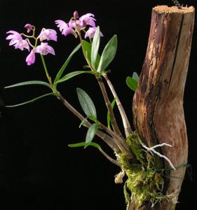 Dendrobium kingianum