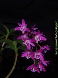 Dendrobium kingianum