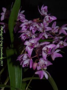 Dendrobium kingianum