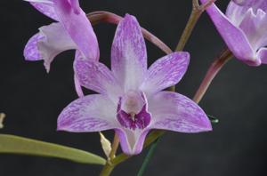 Dendrobium kingianum