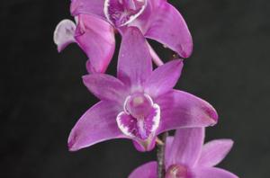 Dendrobium kingianum