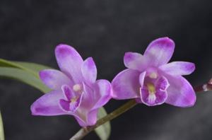 Dendrobium kingianum