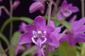 Dendrobium kingianum