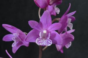 Dendrobium kingianum