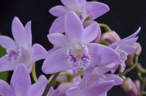 Dendrobium kingianum