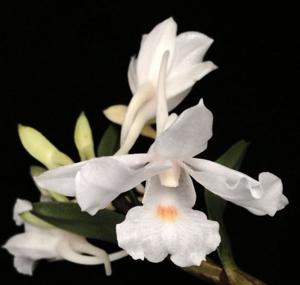 Dendrobium virgineum