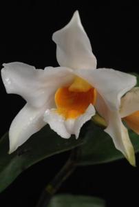 Dendrobium kontumense