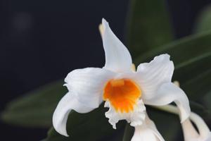 Dendrobium kontumense