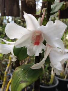 Dendrobium virgineum