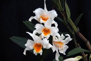 Dendrobium kontumense