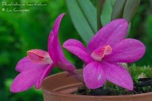 Dendrobium laevifolium