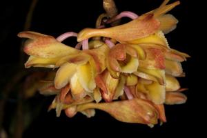 Dendrobium lampongense