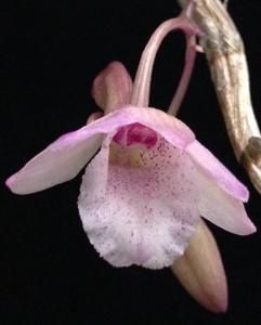 Dendrobium lanceolatum