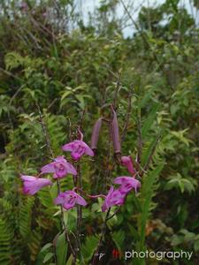 Dendrobium lanceolatum