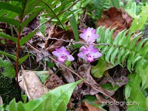 Dendrobium lanceolatum