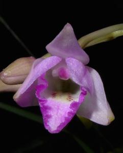 Dendrobium lanceolatum