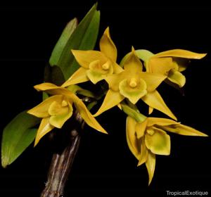 Dendrobium trigonopus