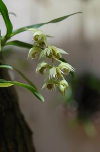 Dendrobium langbianense