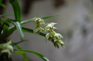 Dendrobium langbianense