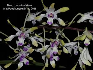 Dendrobium canaliculatum