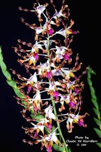 Dendrobium lasianthera