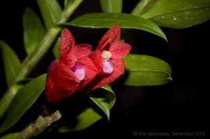 Dendrobium lawesii