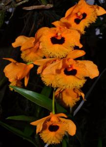 Dendrobium fimbriatum