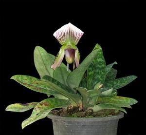 Paphiopedilum callosum