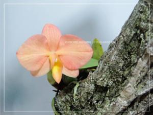 Cattleya wittigiana