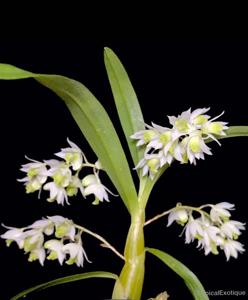 Dendrobium compactum