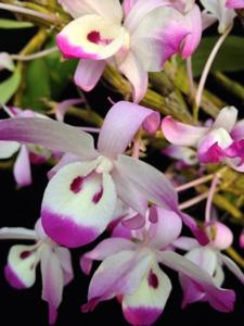 Dendrobium linawianum