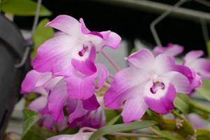 Dendrobium linawianum