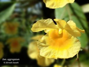 Dendrobium lindleyi