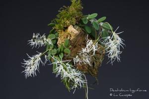 Dendrobium linguiforme