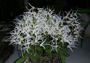 Dendrobium linguiforme