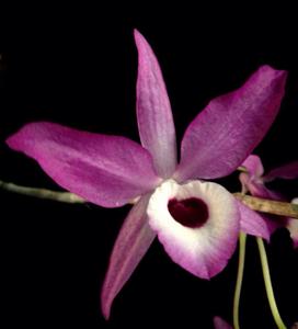 Dendrobium lituiflorum