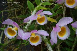 Dendrobium loddigesii