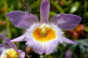 Dendrobium loddigesii