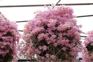 Dendrobium loddigesii