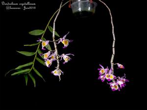 Dendrobium crystallinum