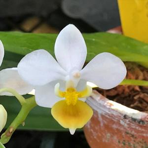 Phalaenopsis equestris