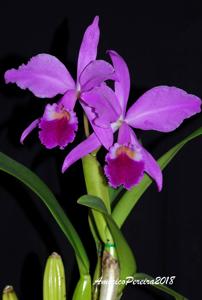 Cattleya labiata