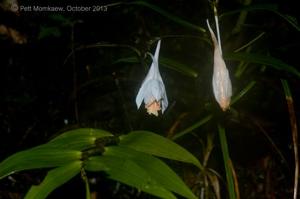 Dendrobium longicornu